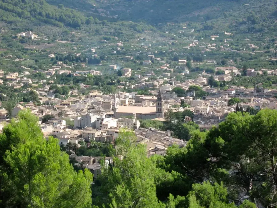 Historic Olive Grove