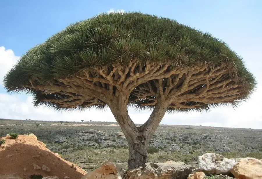 Socotra Aloe Fields