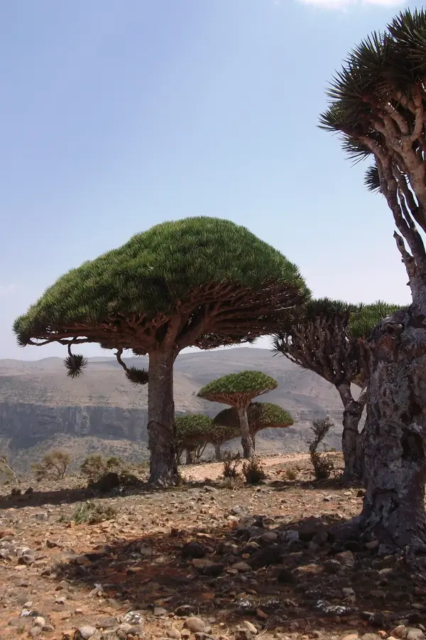 Pepinierile de arbori sângele dragonului