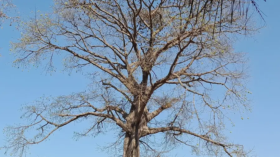 Insel Soga — Bubaque (Guinea-Bissau)