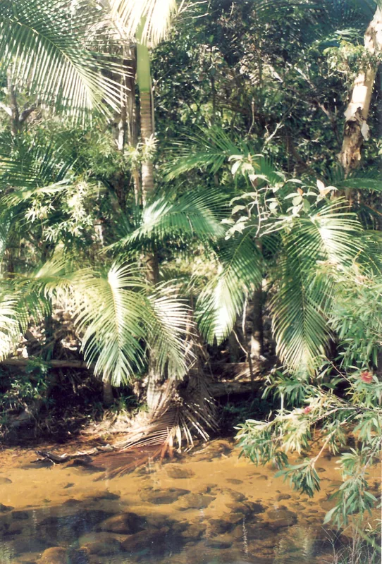 Alligator Creek — Tenaru (Salomonen)