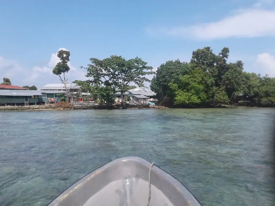Taro — Ontong Java Atoll (Salomonen)