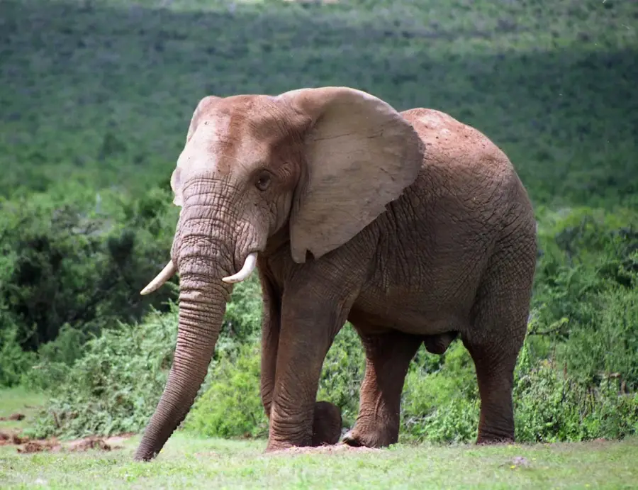 Addo