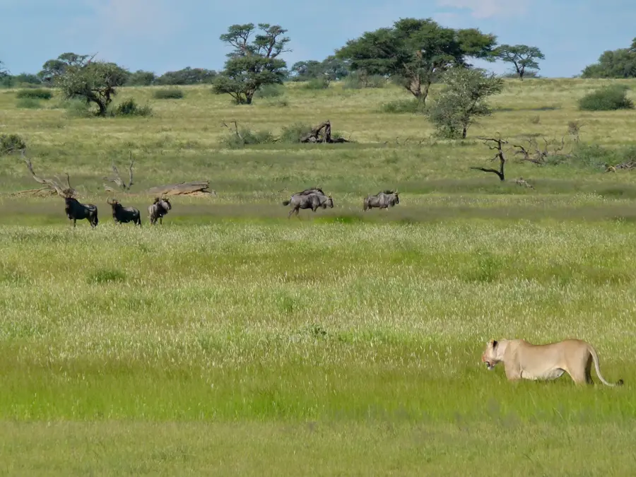 Kgalagadi