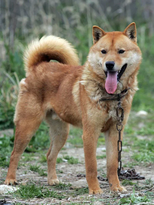 Jindo — Wando (Coreea de Sud)