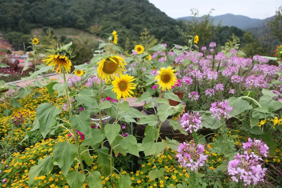 Pocheon — Hwacheon (Coreea de Sud)