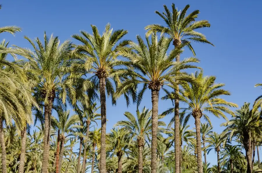 Schuhindustrie von Elche
