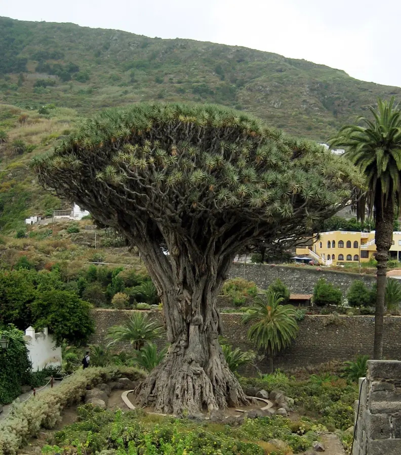 Icod de los Vinos — Güímar (Spanien)