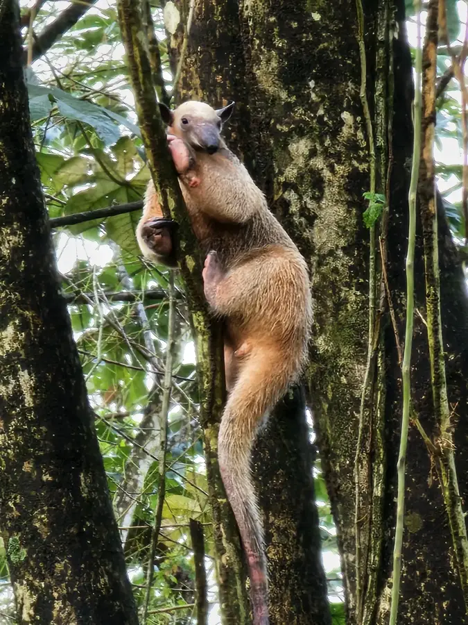 Rosebel Gold Mine — Camp 52 (Suriname)