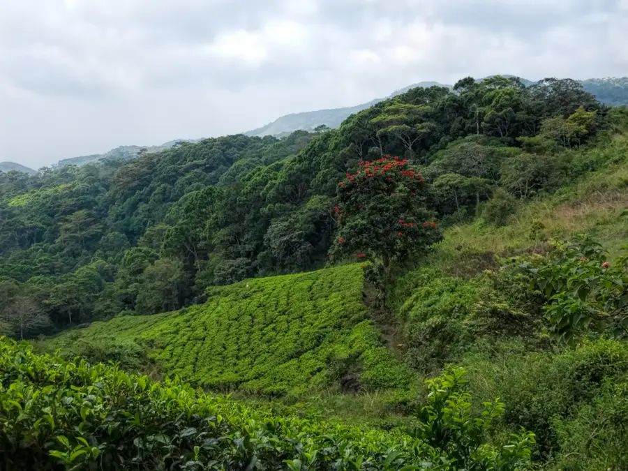 Sinharaja — Bathalegala (Sri Lanka)