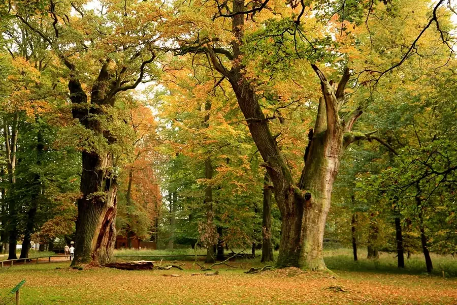 Gilo-Wald