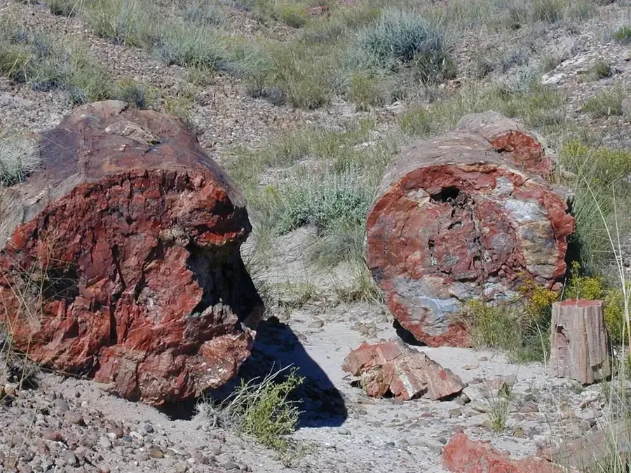Suikhent Petrified Forest