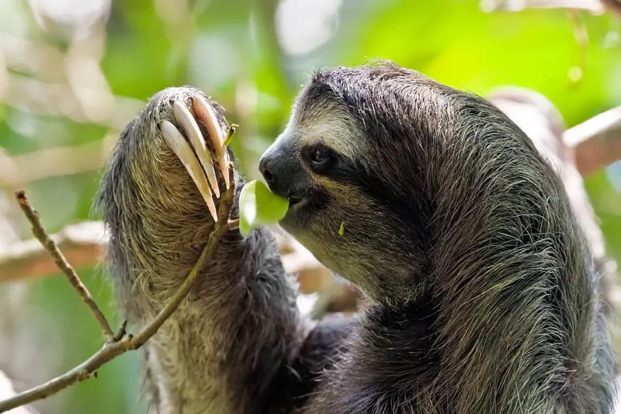 Parcul Național Sumaco Napo-Galeras — Tena (Ecuador)