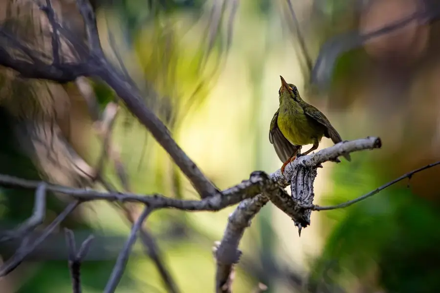 Sunbird-Bioenergie-Anlage — Magburaka (Sierra Leone)