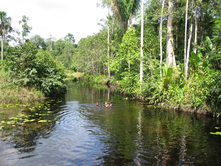 Cola Creek — Palmentuin (Suriname)