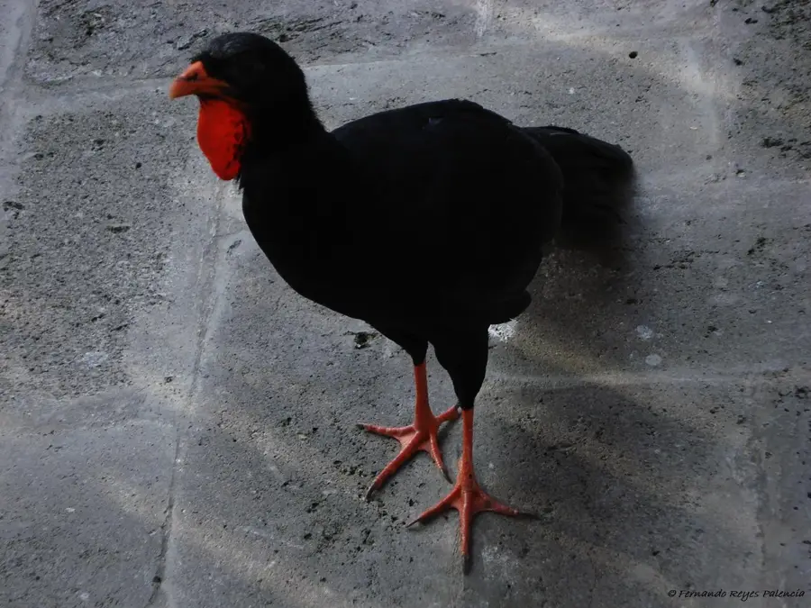 Hochland-Nebelwald — Santa Tecla (El Salvador)