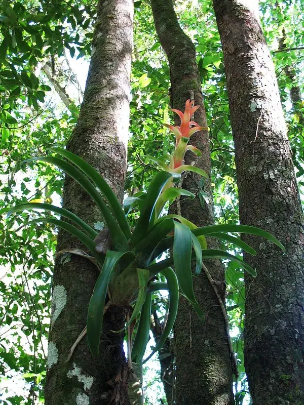Montecristo Nebelwald — Santa Tecla (El Salvador)