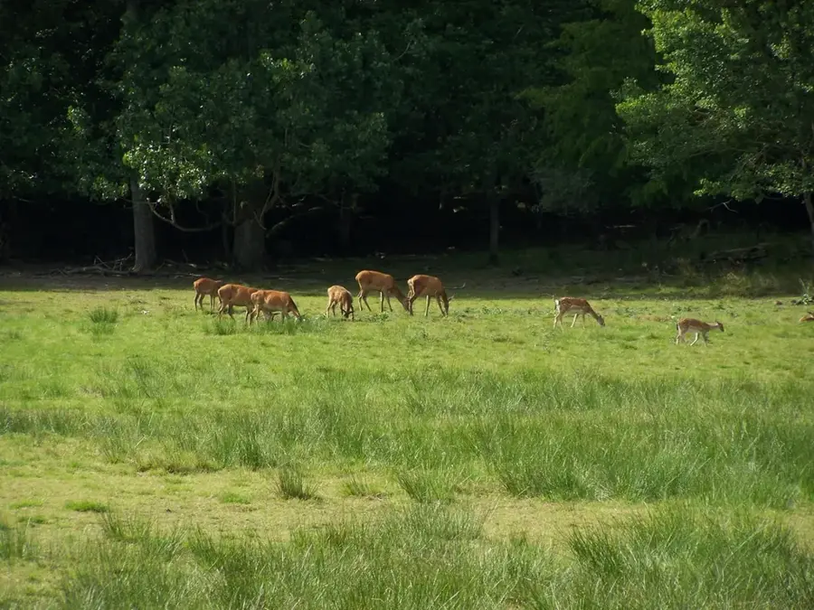 Eriksberg Wildlife Park