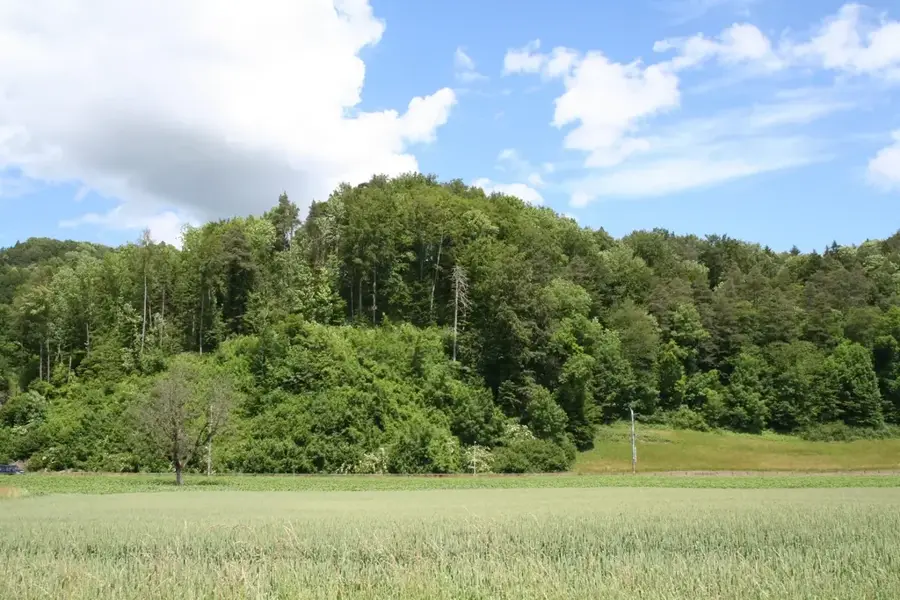 Ruinele castelului Glattburg