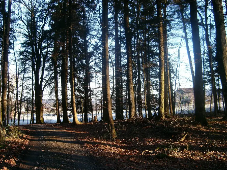 Lac de l'Etang — Pully (Elveția)