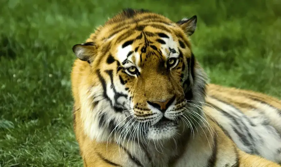 Grădina Zoologică Servion — Pully (Elveția)