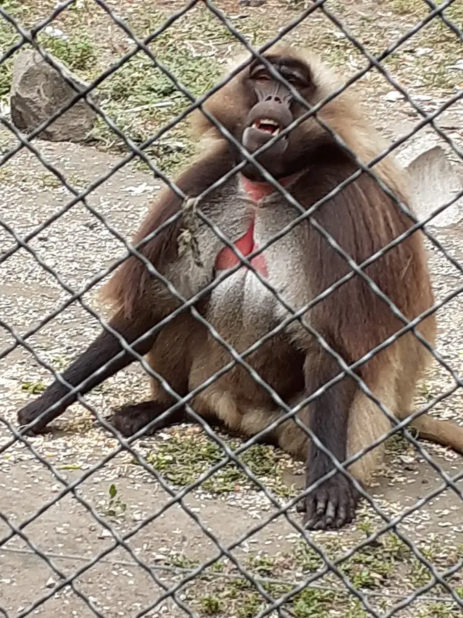 Grădina Zoologică Seghedin – obiectiv turistic