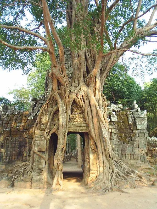 Ta Som — Ta Prohm (Kambodscha)