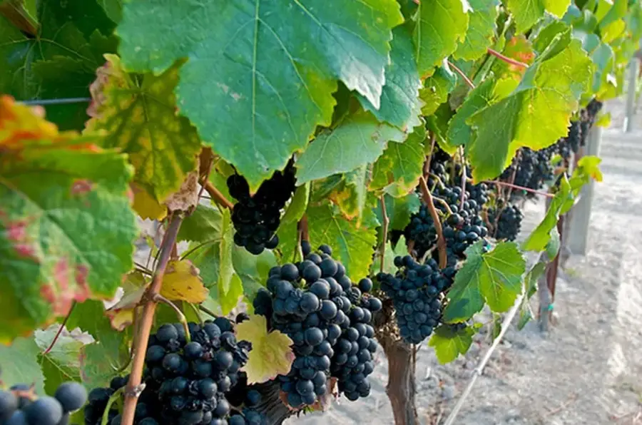 Tacama Vineyard