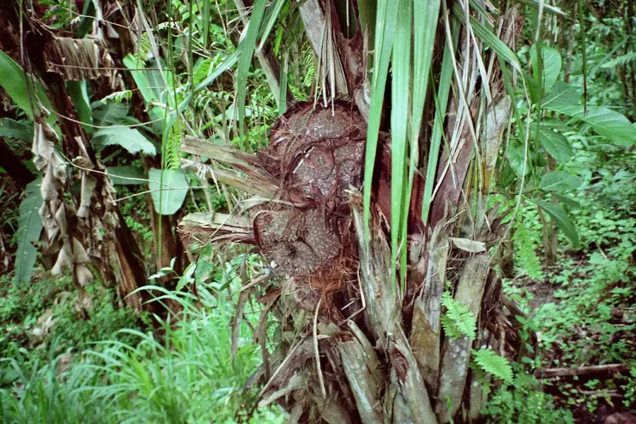 Procesarea Tagua — Canoa (Ecuador)