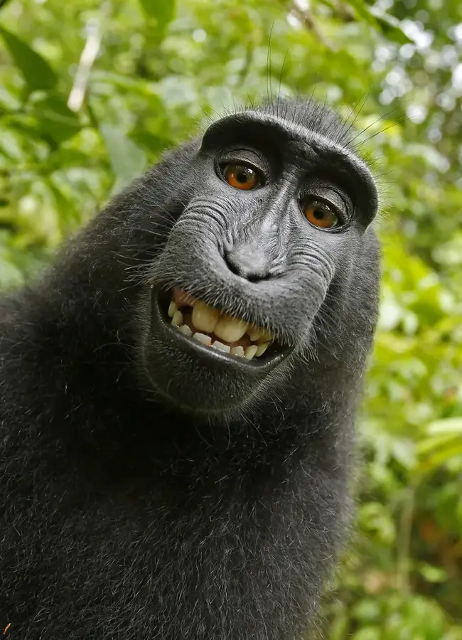 Rezervația Naturală Tangkoko — Manado (Indonezia)