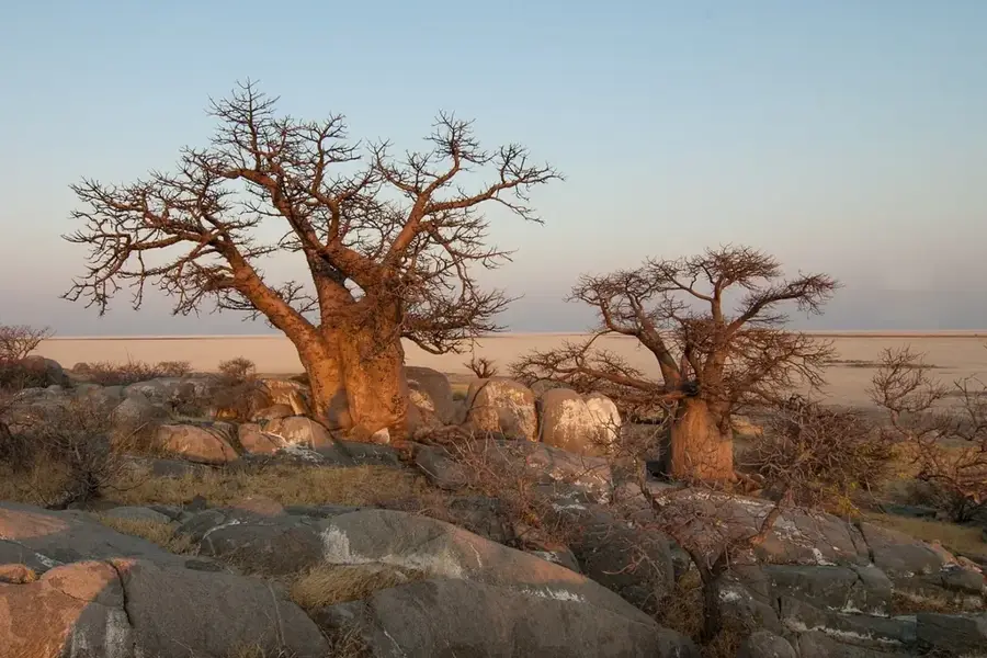 Baobab Forest of Tanguiéta