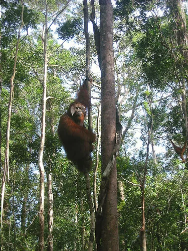 Tanjung Puting Nemzeti Park