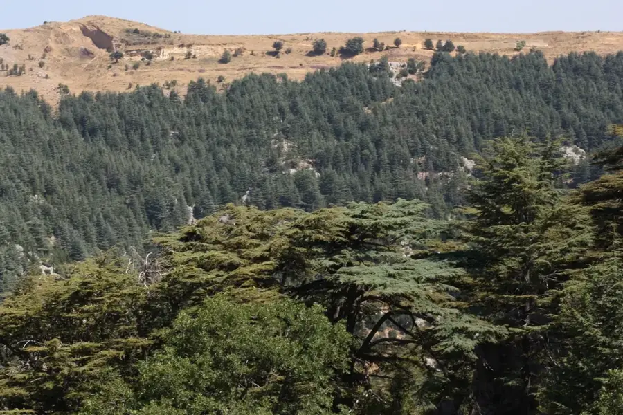 Zedernwald-Naturreservat Tannourine — Amioun (Libanon)