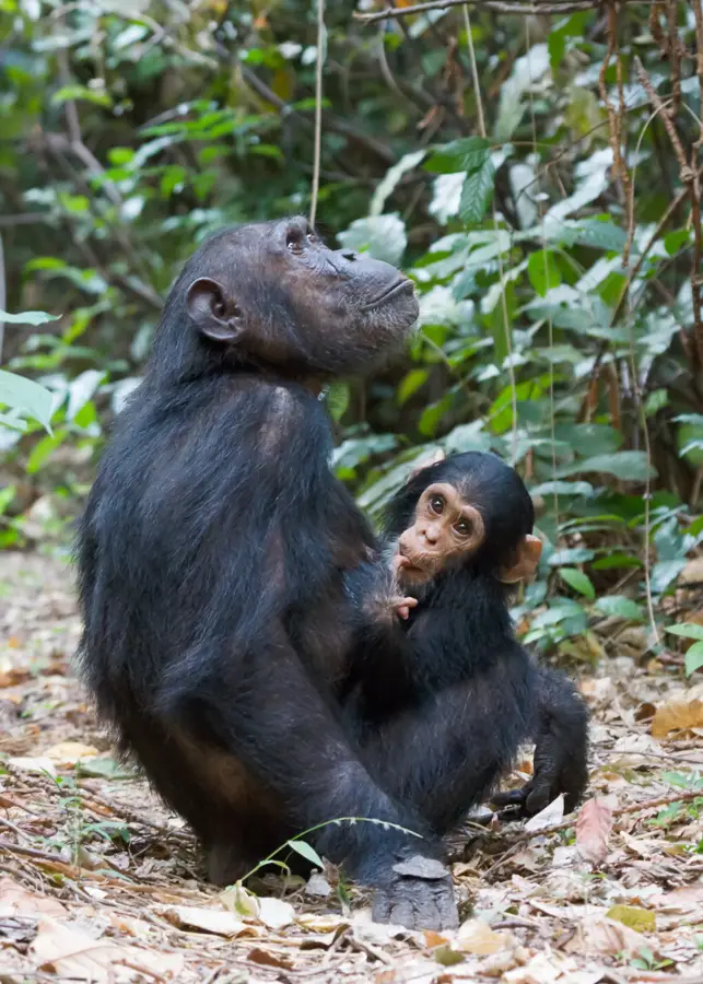Gombe-Nationalpark