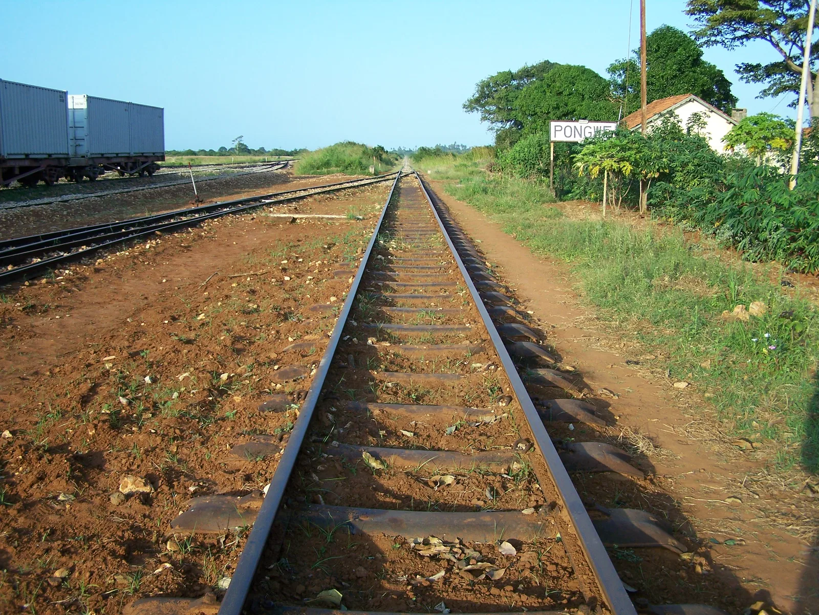 Pongwe