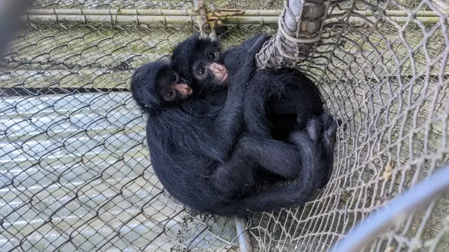 Taricaya Állatmentő Központ — Sandoval-tó (Peru)