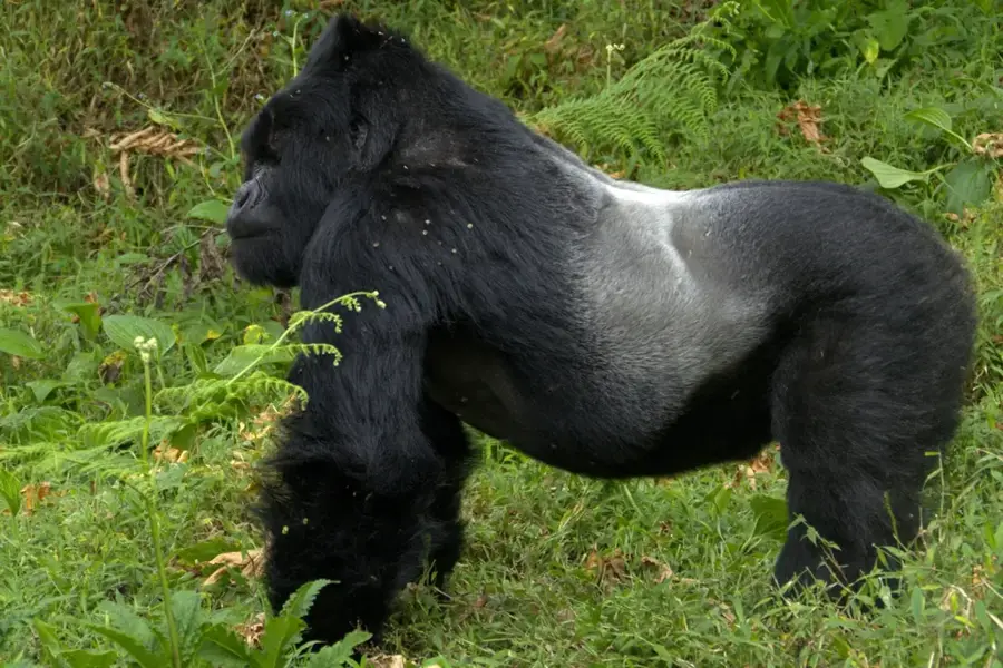 Tayna-Naturreservat — Goma (Kongo-Kinshasa)