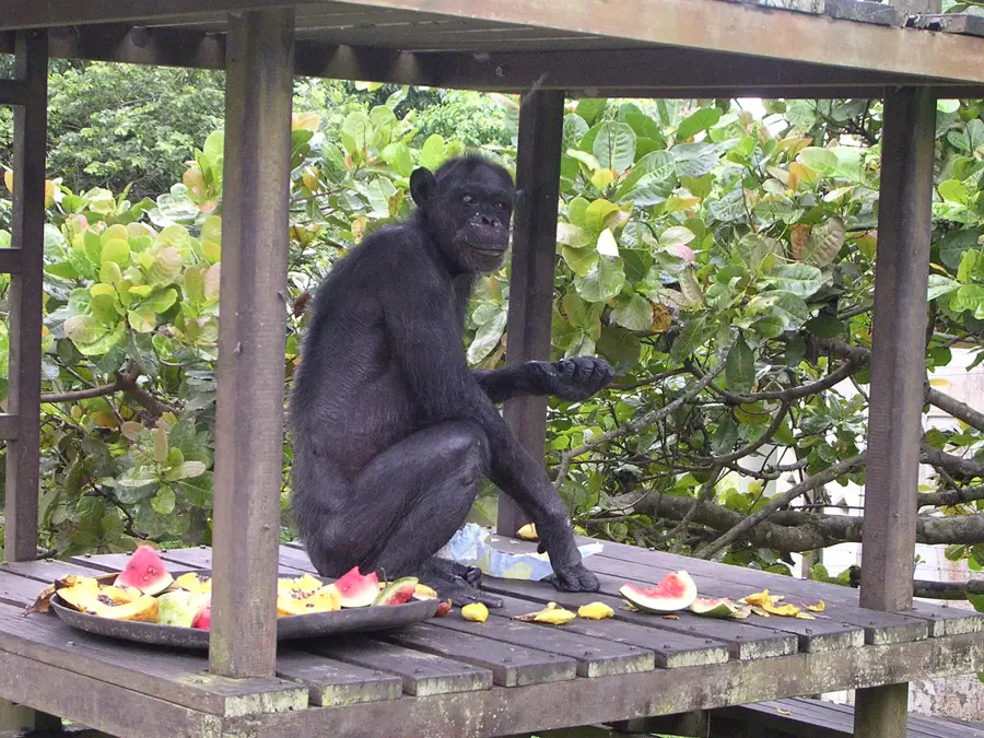 Tchimpounga Schimpansen-Reservat — Sklavenhafen von Loango (Kongo-Brazzaville)