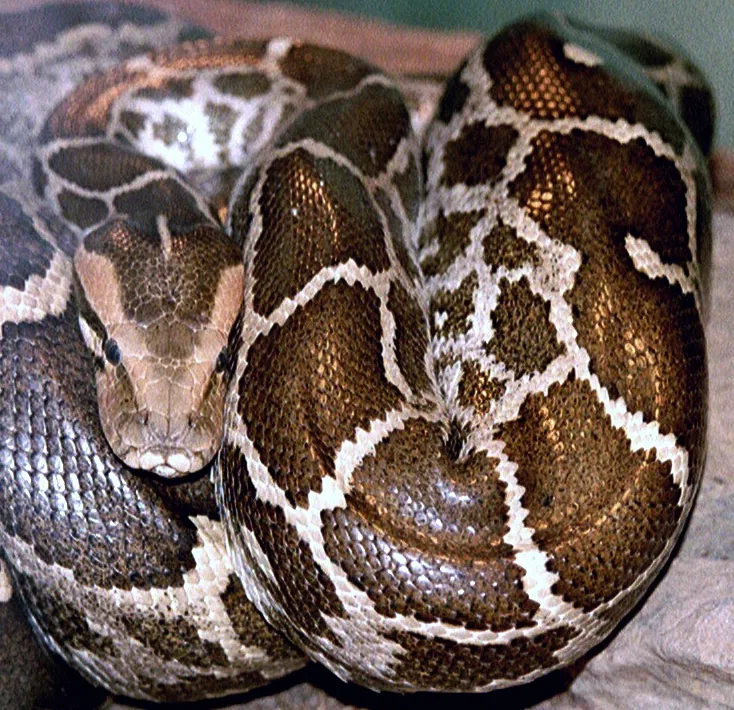 Temple of Pythons