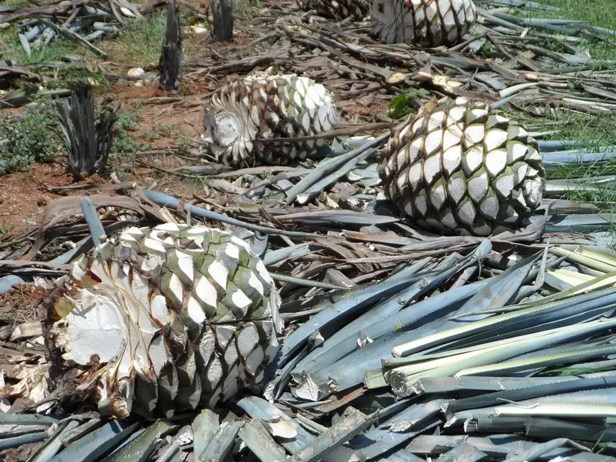 Agavenfelder von Tequila — Punta Mita (Mexiko)