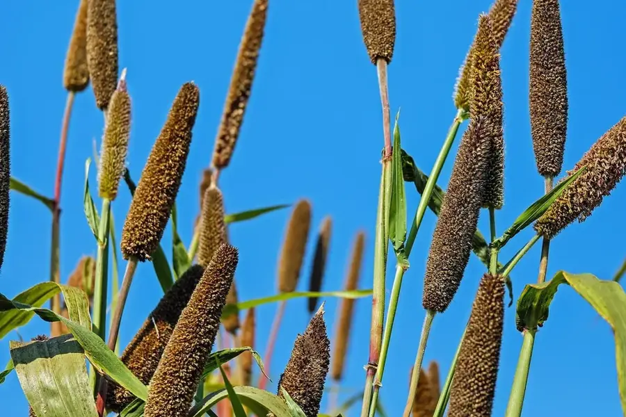 Tessenei millet and cotton fields