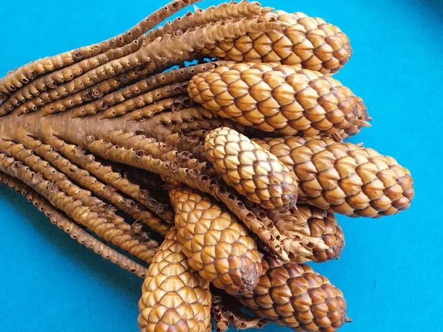 Thika — Kiambu (Kenia)