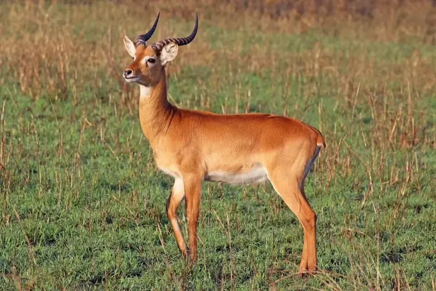 Proiectul Petrolier Tilenga — Mahagi (Congo - Kinshasa)