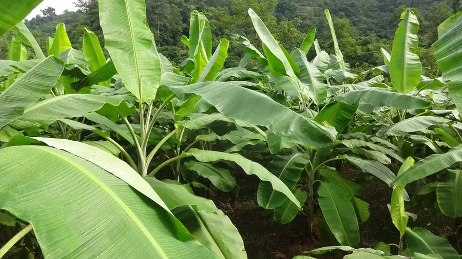 Tingo María Banana Farms — Yerupajá (Peru)