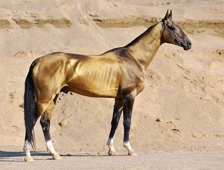 Akhal-Teke Stud Farm — Änew (Turkmenistan)