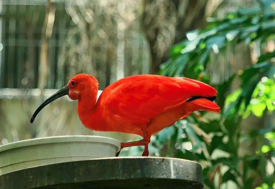 Tmatboey Ibis Site