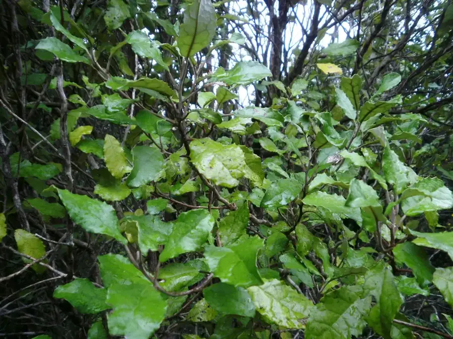 Heketa — Manuka (Tonga)