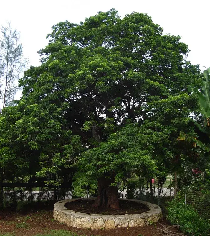 Kolovai — Late Island Wilderness (Tonga)