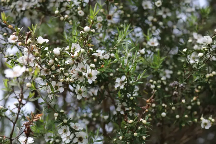 Manuka — Niuatoputapu Bird Habitat (Tonga)