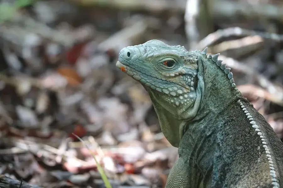 Mounu Island Wildlife Sanctuary
